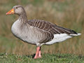 Greylag Goose